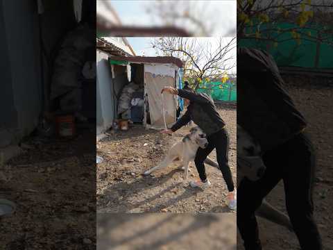 Saldırgan Köpek Benimle Yürümek İstemedi! Benimle Kavga Etmeye Çalıştı! #köpek #dog #shorts