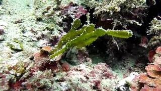 preview picture of video '2010.7.31 東北角蝙蝠洞 綠色剃刀魚(Robust ghostpipefish)'