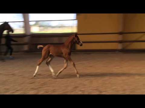 SOLD! Colt Dominy-Belissimo M- Weltmeyer- Einblick