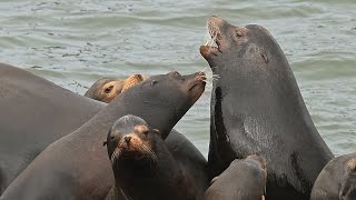 preview picture of video 'Astoria Oregon - sea lions'