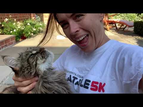 Maine Coon Cat Loves Owner Too Much!
