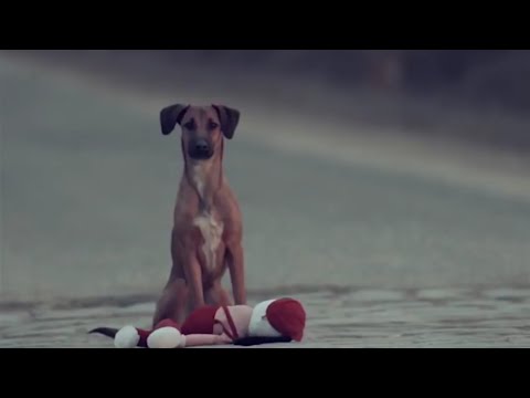 Quatro Patas De Amor video