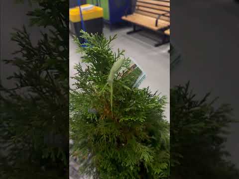 La mante religieuse s'installe sur le sapin de Noël
