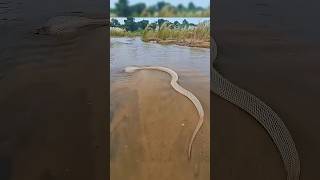 Download lagu DO NOT APPROACH SNAKES THAT LOOK DEAD😱#viralvideo #information #snakes mp3 Download lagu DO NOT APPROACH SNAKES THAT LOOK DEAD😱#viralvideo #information #snakes mp3