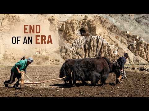 How Yaks Help FEED the Remote Villages of Zanskar