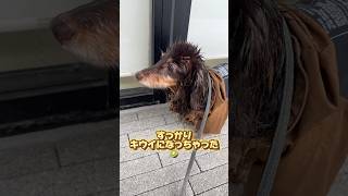 【雨の散歩】#ミニチュアダックス#ダックスフンド #犬との暮らし#わんこ店長#ワンチューバー