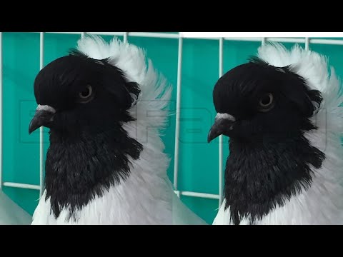 , title : 'German Nun pigeon & english nun pigeon  breeding cage | Fancy Pigeon breeds'