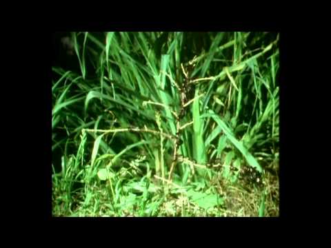 Marten Kuningas - Valjult ja valesti