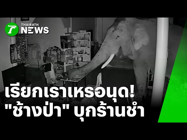 ยายสู้ไม่ถอย หยิบฝาหม้อตีไล่ช้างป่า | 4 พ.ย. 68 | ข่าวเช้าหัวเขียว