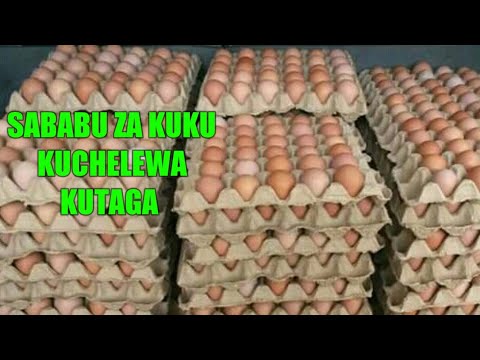 , title : 'Ufugaji wa kuku - Sababu za Kuku Kuchelewa Kutaga'
