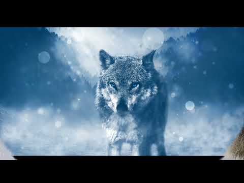 Guided meditation. Meet your wolf guide.