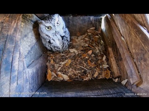 "I'm awake!  I am!":  A sleepy screech owl