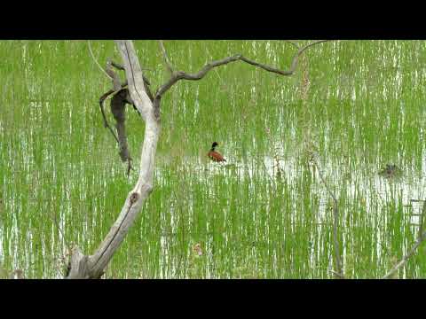 Jaçanã Morro da Garça, Minas Gerais