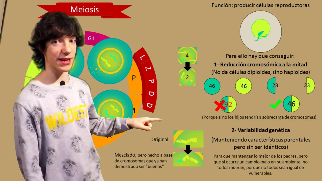 Meiosis Paso a Paso