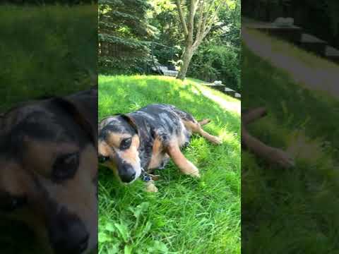 download lagu mp3 mp4 Alberta Dachshund Rescue, download lagu Alberta Dachshund Rescue gratis, unduh video klip Alberta Dachshund Rescue