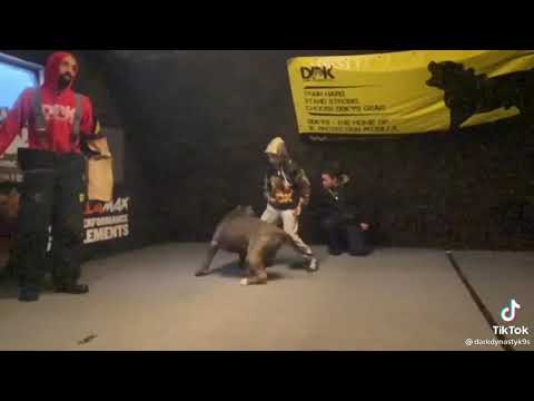 アメリカン・ピット・ブル・テリア