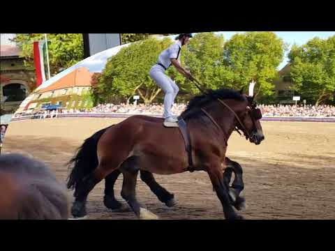 Impressionen der Warendorfer Hengstparade 2017