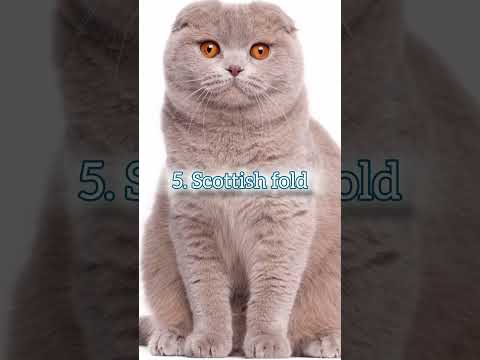 top 10  Beautiful cat's in the world ##shorts#shorsfeed#cats