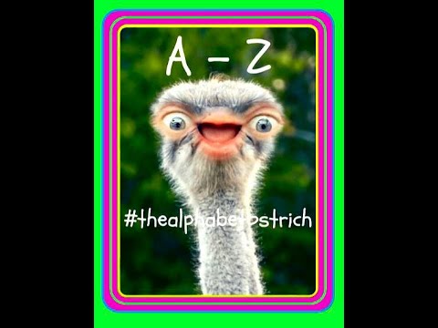 A to Z The Alphabet Ostrich! - Mr Mash #thealphabetostrich