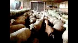 The Inchtabokatables -  In Die Raghandi (NO OFFICIAL VIDEO)