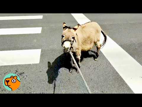 Donkey Walks Around Town Like He Owns It, People Can’t Believe It | Cuddle Buddies