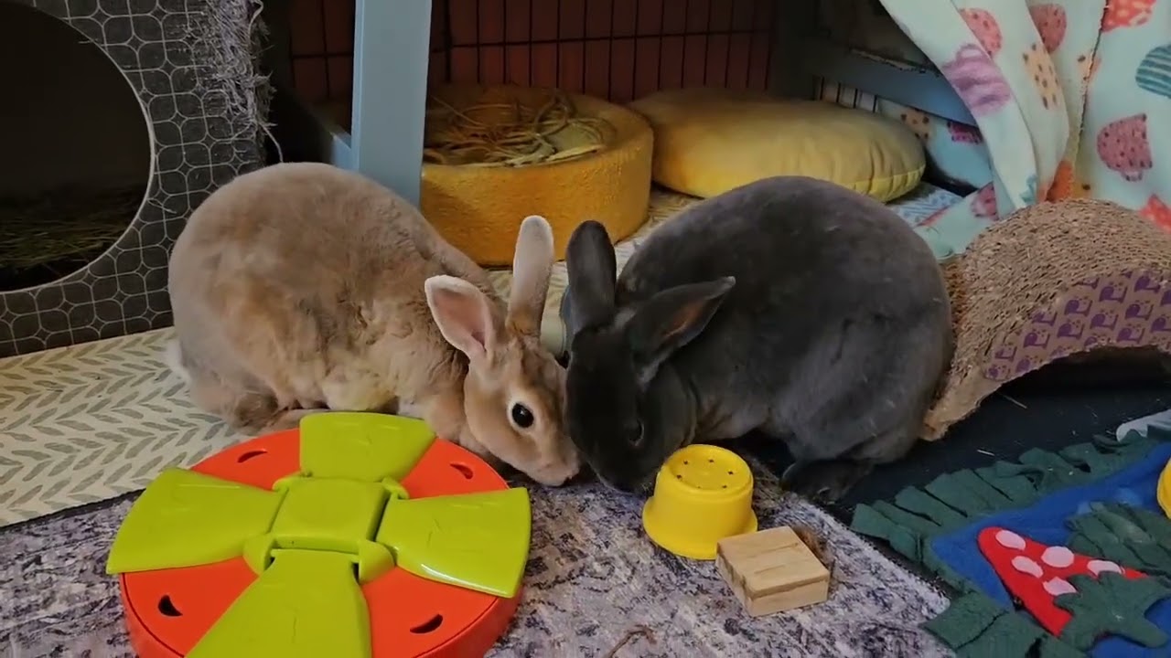 Enlarge Pette, a Adoptable Mini Rex in The Woodlands, TX video 6/6