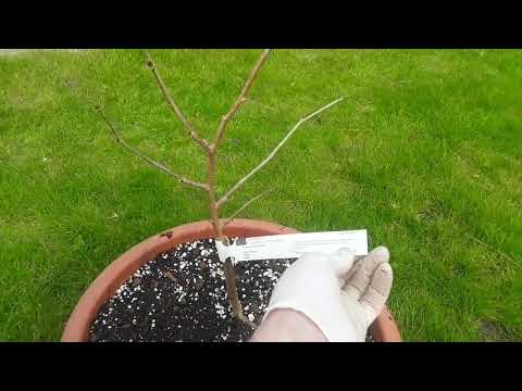 Mulberry, Morus Alba 'Agate' Spring update after repotting
