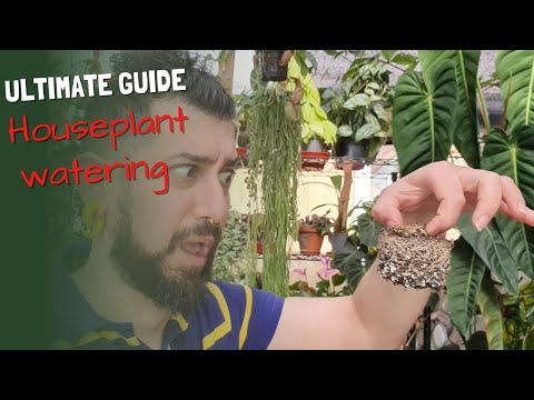 Ultimate Houseplant Watering Guide | Tips and Tricks on houseplant watering