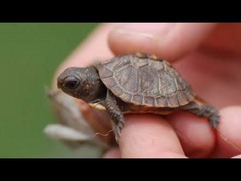 SAVED A SEA TURTLE FROM A BURNING HOME!!