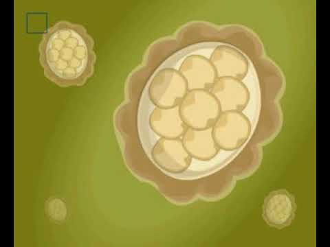 Az emberi körférgek tojásainak mérete