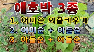 [텃밭농부.239]  애호박을 3가지로 키우는 방법. #애호박재배