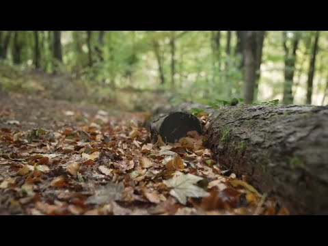 Віктор Павлік - Найкращий День 2022 (mood video)