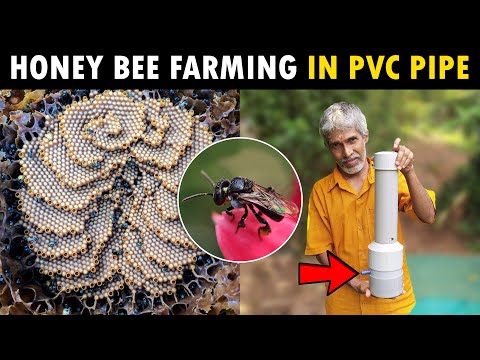Stingless Honey Bee Farming in PVC Pipe | Meliponiculture / Apicuculture | Beekeeping in Pipe