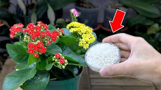 Sensational! 1 cup makes so many flowers burst (any plant)