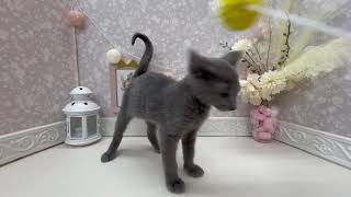 ロシアンブルーの動画01