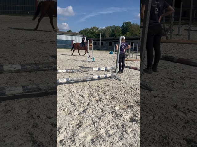 Jument Trotteuse baie