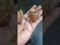 Pure கருப்பட்டி வேண்டுமா இதுதான் ஒரிஜி�