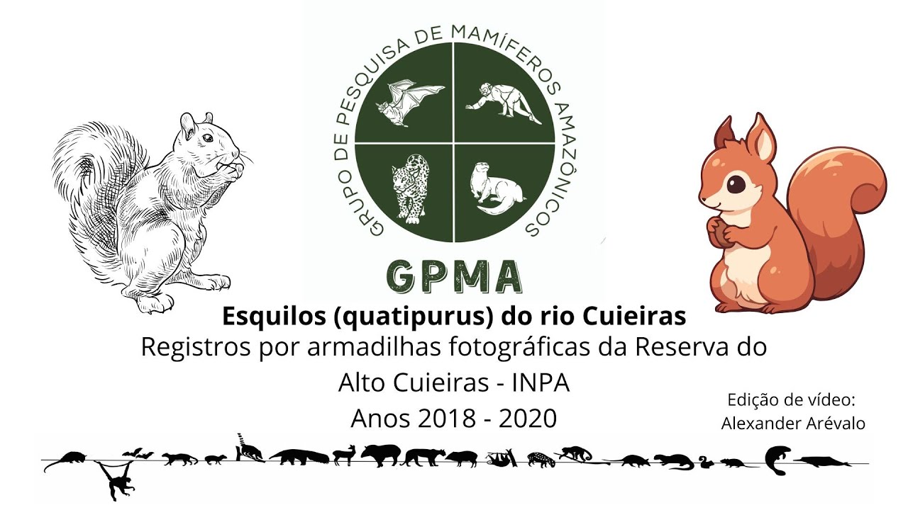 Registros por armadilhas fotográficas de esquilos do alto rio Cuieiras