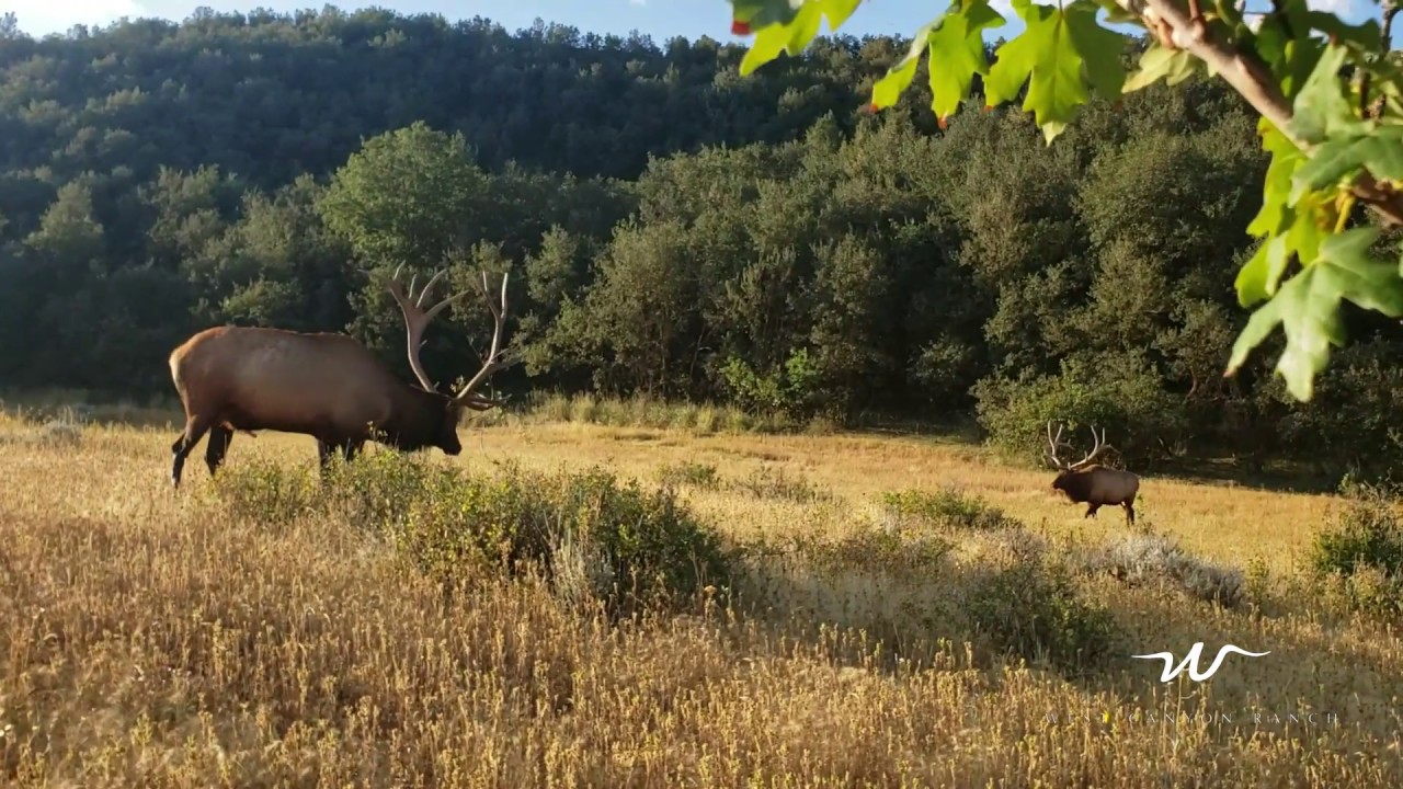 Guaranteed Elk Hunting | West Canyon Ranch