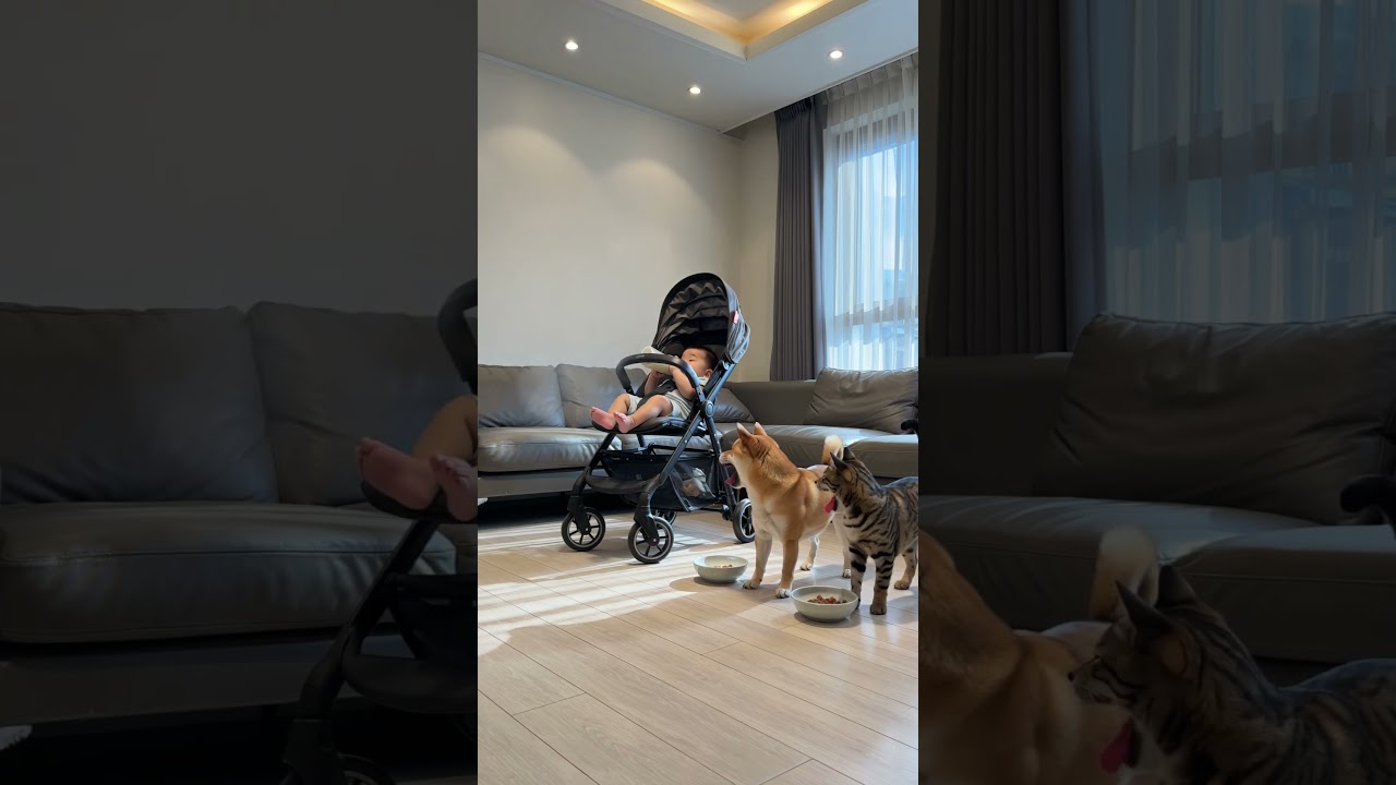 赤さんがおならをした結果、ｲｯﾇの顔がなんともいえねェｗｗｗ　#shorts