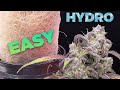 How To HYDRO EASY COMPLETE GROW GUIDE Cannabis Weed Hydroponic DWC