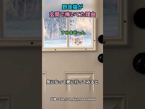 野良猫が玄関で鳴いてた理由#猫 #猫動画