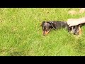 Miniature Dachshund dogs for sale: Willow - Video 1