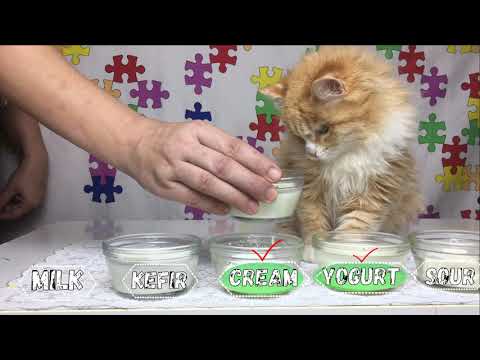 CAT CHOICE: MILK, CREAM, KEFIR, YOGURT AND SOUR CAT VIDEO ASMR
