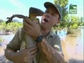 Crocodile Hunter Dschungel In Den Wolken 1 4