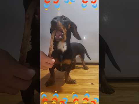 Puppy’s Ultimate Bone Snack!!! #Shorts #Shortvideo #Viral #Viralvideo #Short