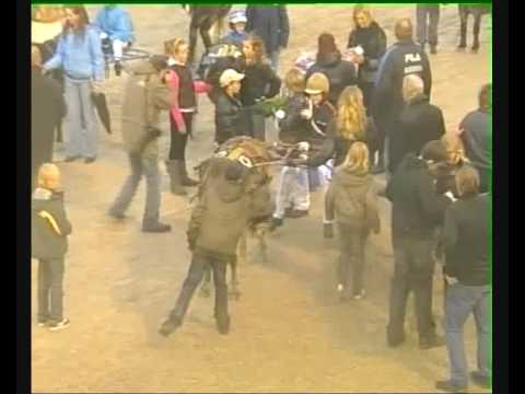 Kampioenschap Minitrotters 24-10-2009 serie 2