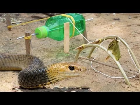 Easy Snake Trap - Fantastic Snake Trap Technology Make From Plastic Bottle