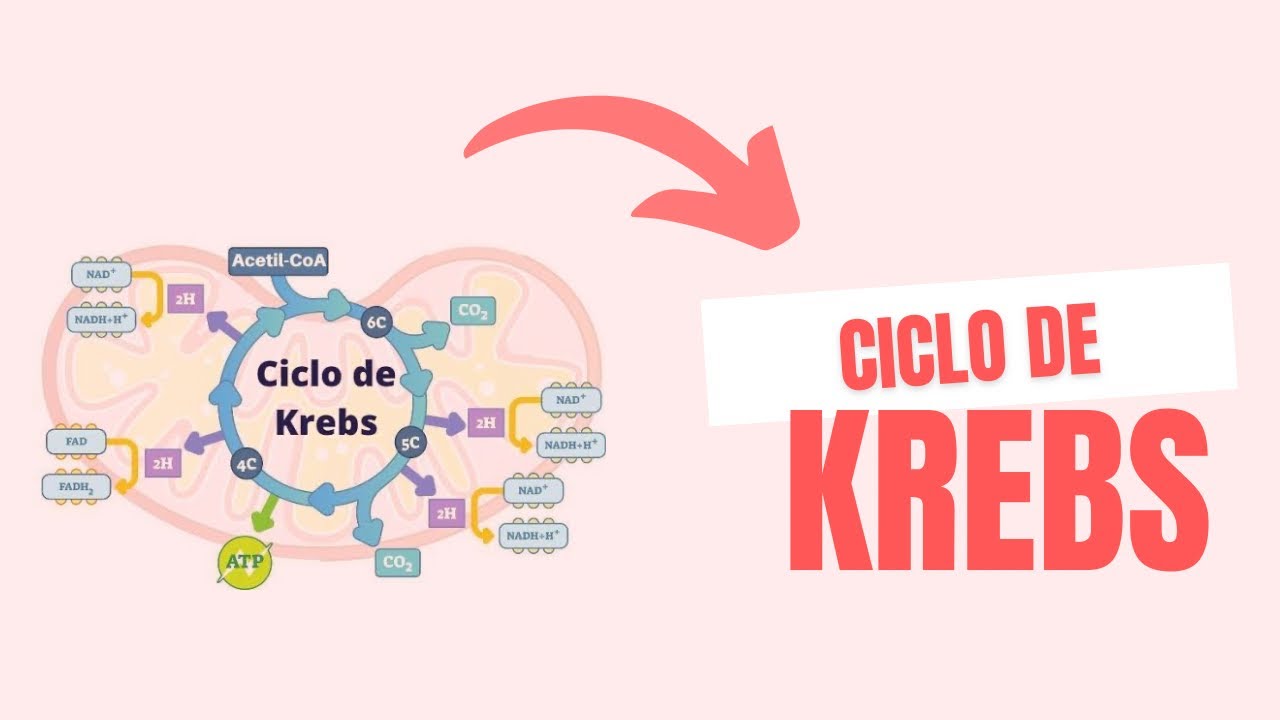 Aprenda o CICLO DE KREBS em 3 minutos!