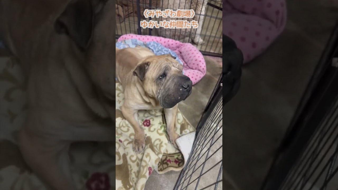 「かい〜の！」みやざわ劇場ゆかいな仲間たち　モグちん♂（楽屋編）#shorts #アニマル #おもしろ動画